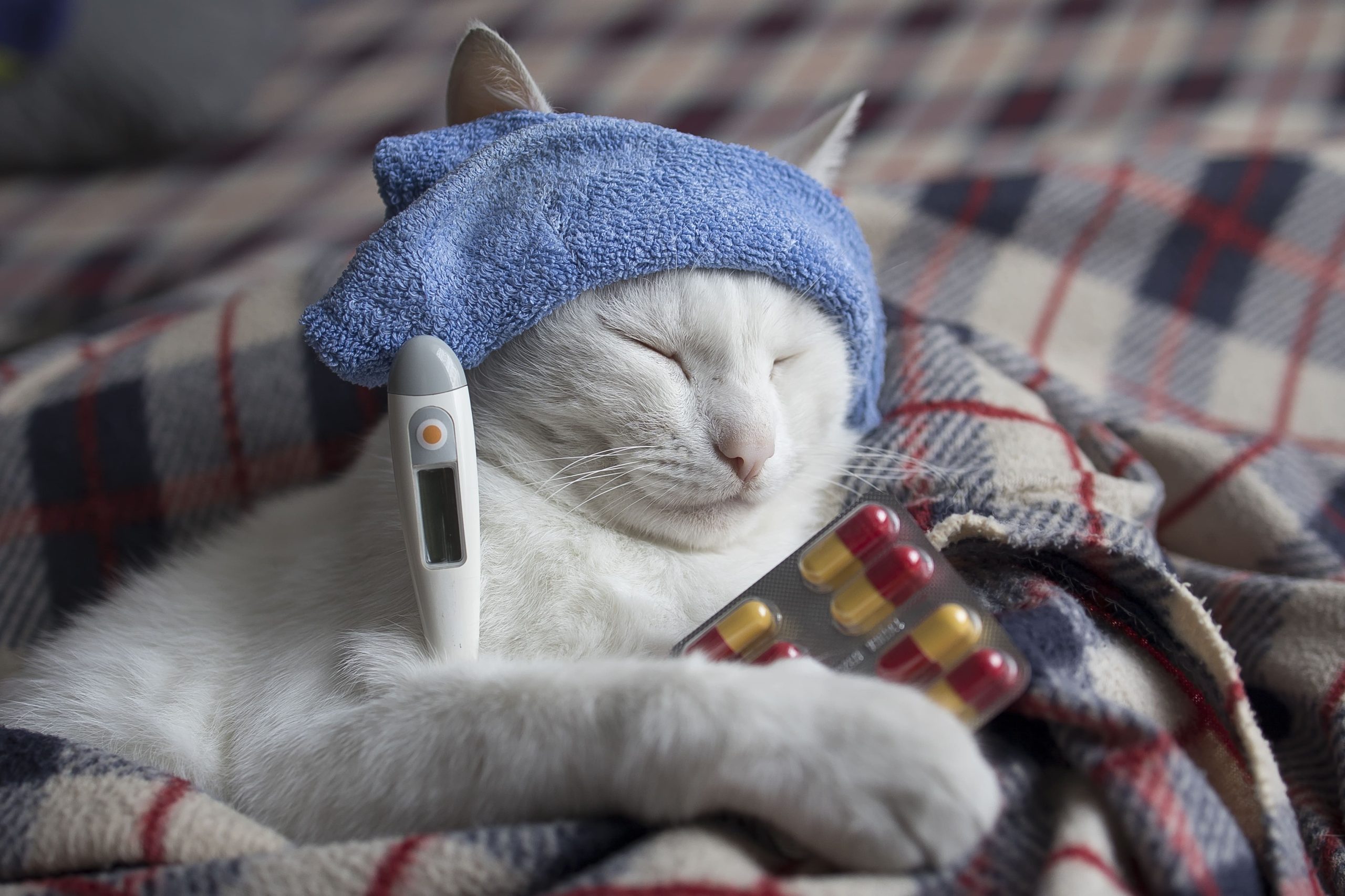 Doenças Autoimunes, Esteatose Hepática, Electromedicina, Medicina tradicional chinesa, Hipersensibilidade a odoresperfumesgases de escape, Transtorno bipolar, Vasculites, Síndrome ( (4)