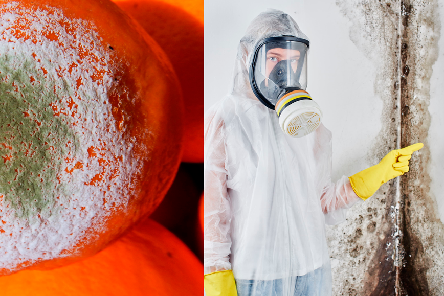 Micotoxinas-Doenças-Autoimunes,-Esteatose-Hepática,-Electromedicina,-Medicina-tradicional-chinesa,-Hipersensibilidade-a-odoresperfumesgases-de-escape,-Transtorno-bipolar,-Vasculites,-Síndrome