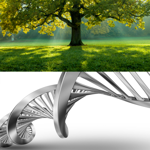 saude-holistica-doenças-cronicas-hipersensibilidades-terapias-alternativas-arvore-cadeia-dna